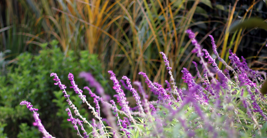 Salvia leucantha