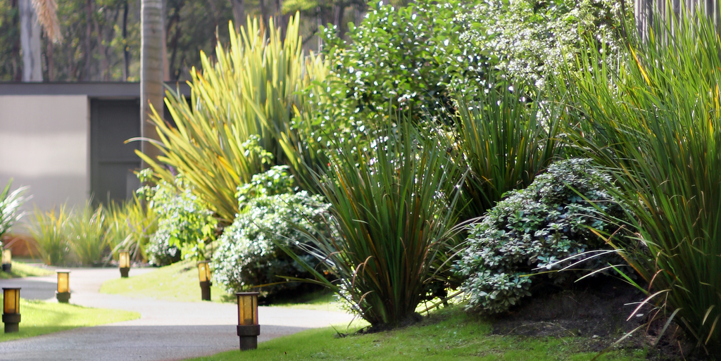 Camino sinuoso con pittosporum nanna, formio, dietes