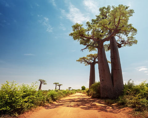 baobab arbre majestueux d'afrique