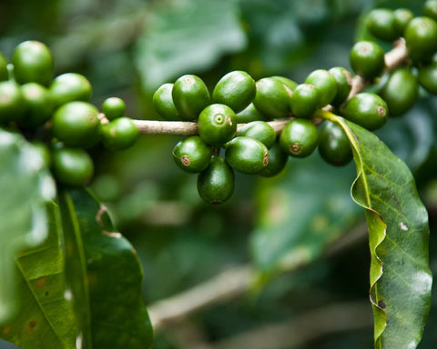 cafe vert puissant antioxydant pour le corps