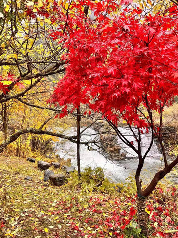 Paysage d'automne