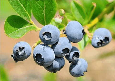 pick delicious blueberries in summer