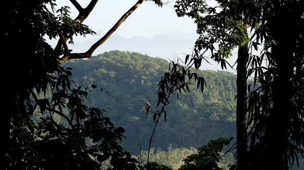 forest and mountain of bataan national park, in the morning