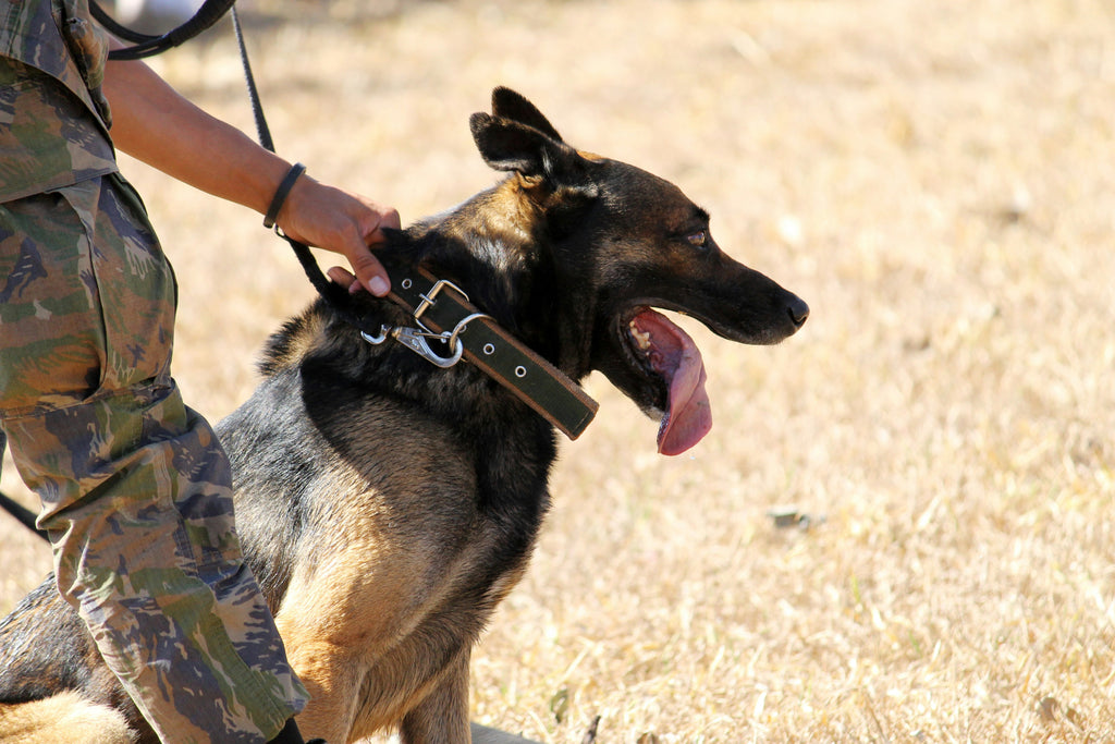 German Shepard Lifespan in the military