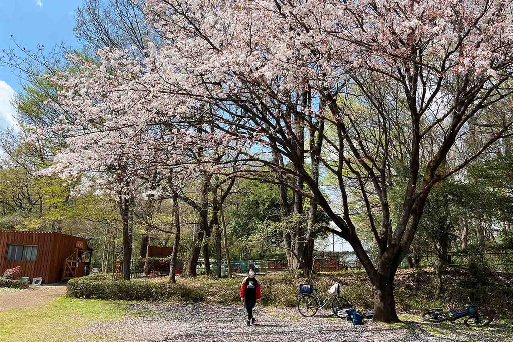 桜がイイ感じに咲いた智光山公園キャンプ場のテントサイト1