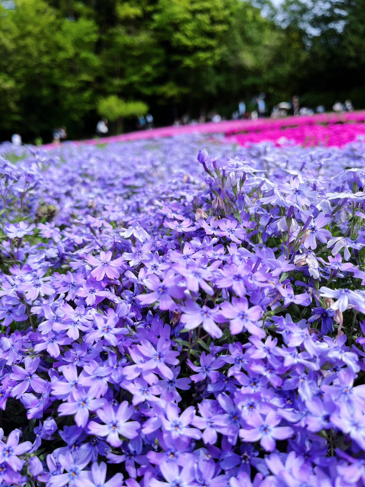 羊山公園の芝桜紫