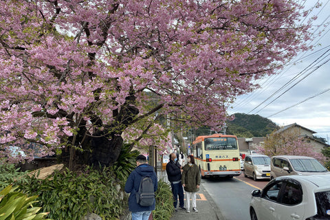 河津桜原木と渋滞