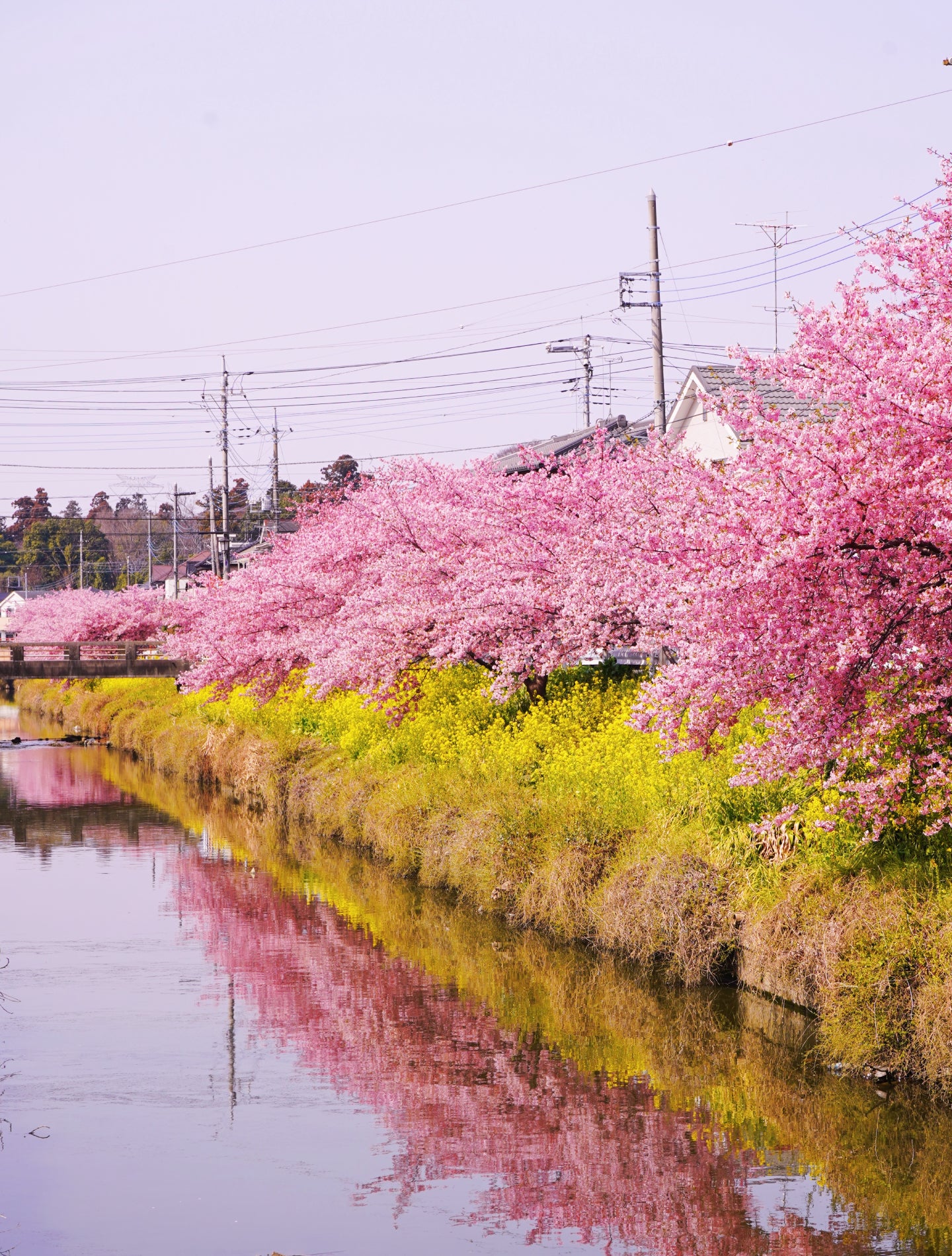 青毛堀沿いの河津桜並木