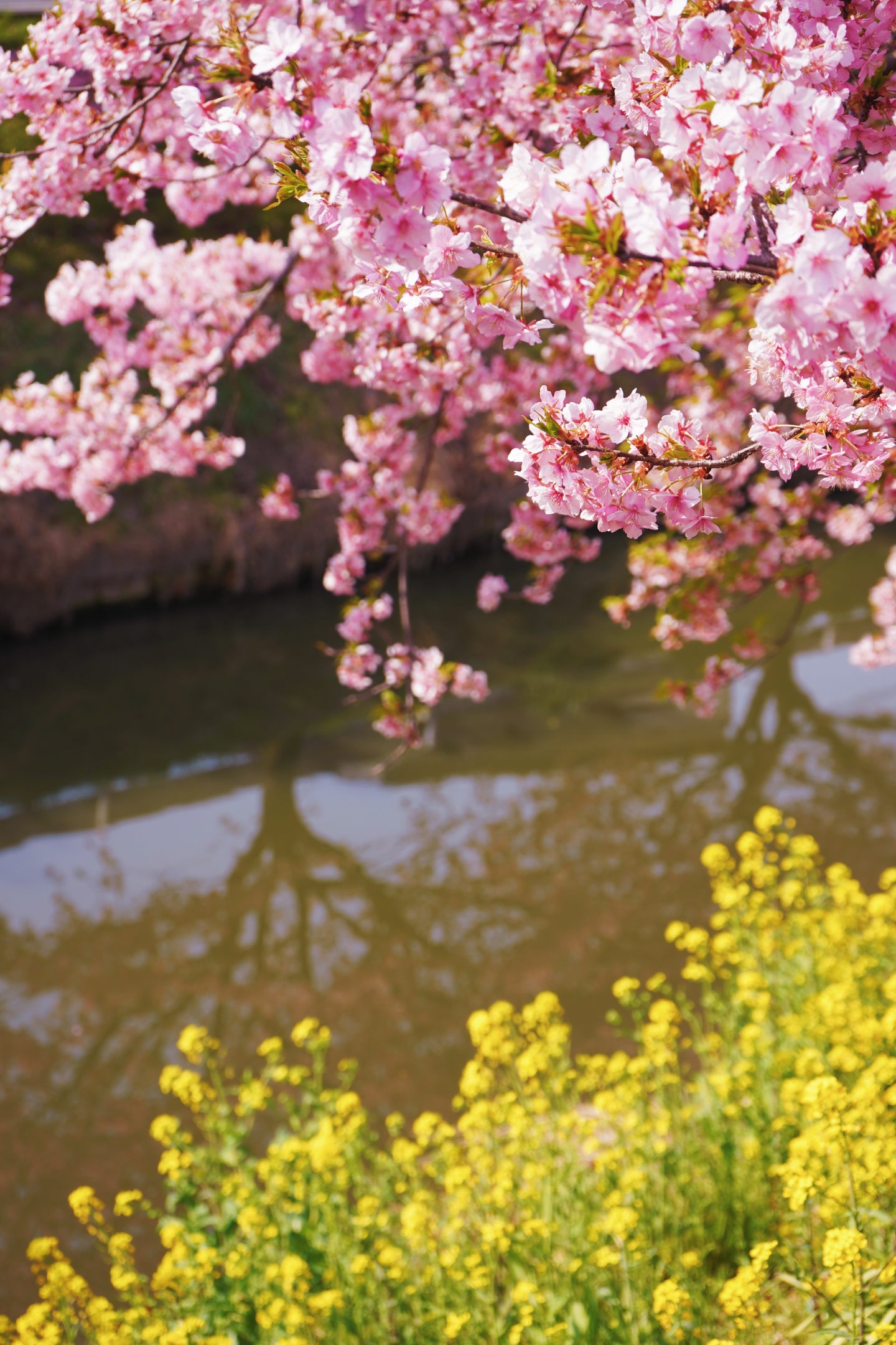 河津桜と菜の花のコラボ