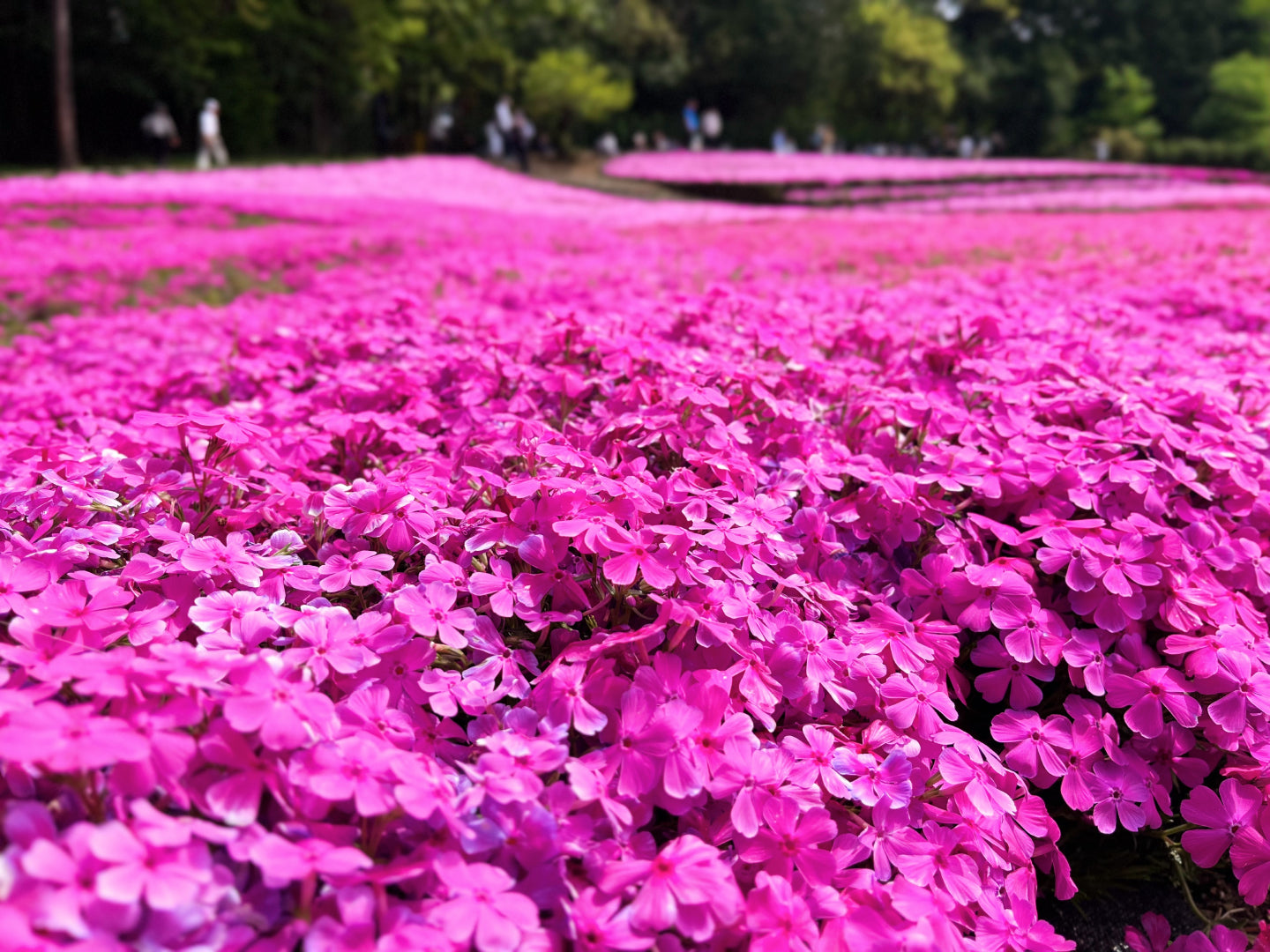 羊山公園の芝桜ピンク