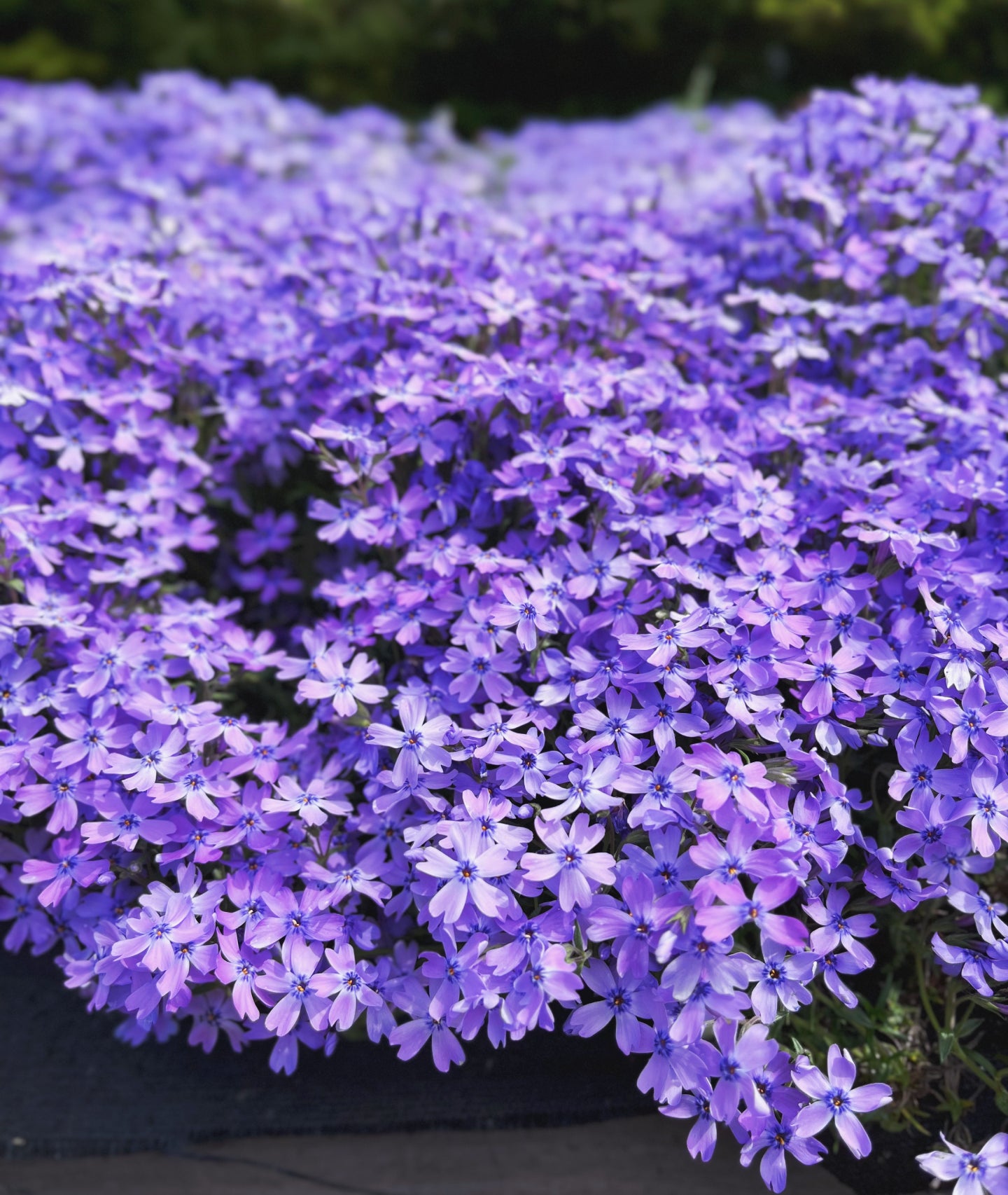 羊山公園の芝桜紫その２