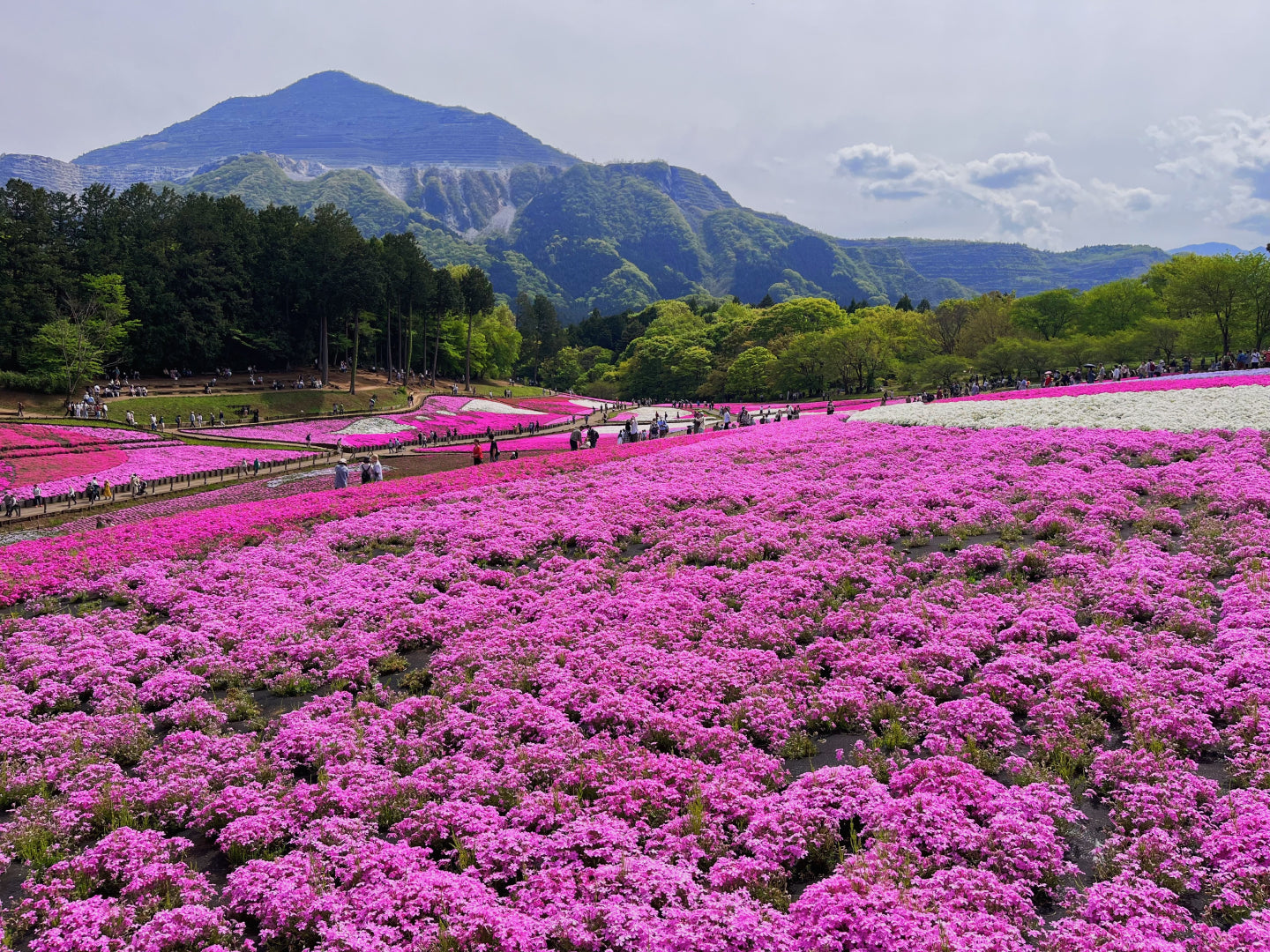 武甲山と羊山公園の芝桜