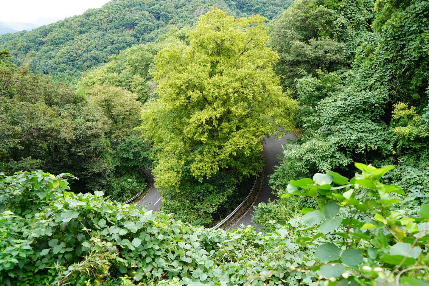 唐沢山のつづら折れを上から見た様子