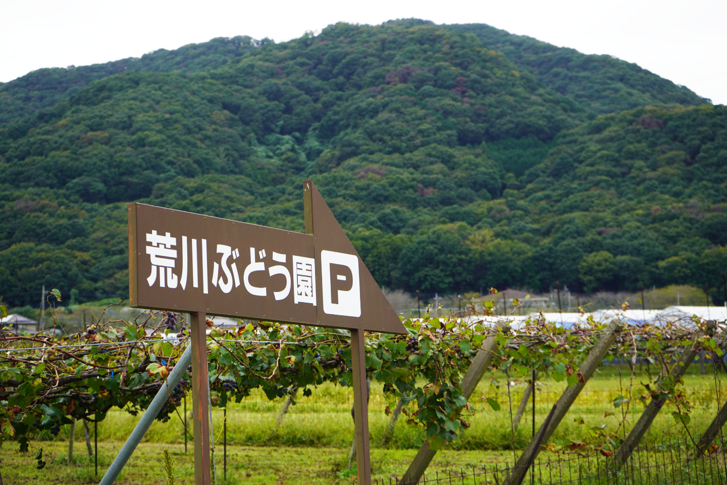 太平町ぶどう団地の写真