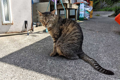 城ヶ島の猫の写真