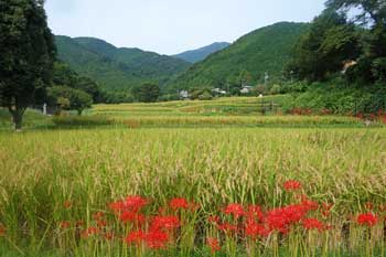 伊勢原日向の彼岸花から大山を望む