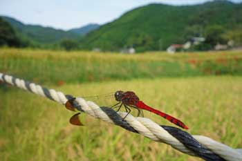 日向薬師周辺の秋の風景