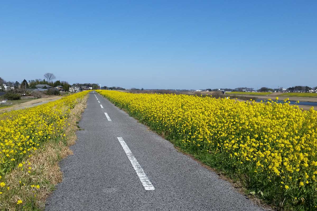 江戸川サイクリングロードの菜の花