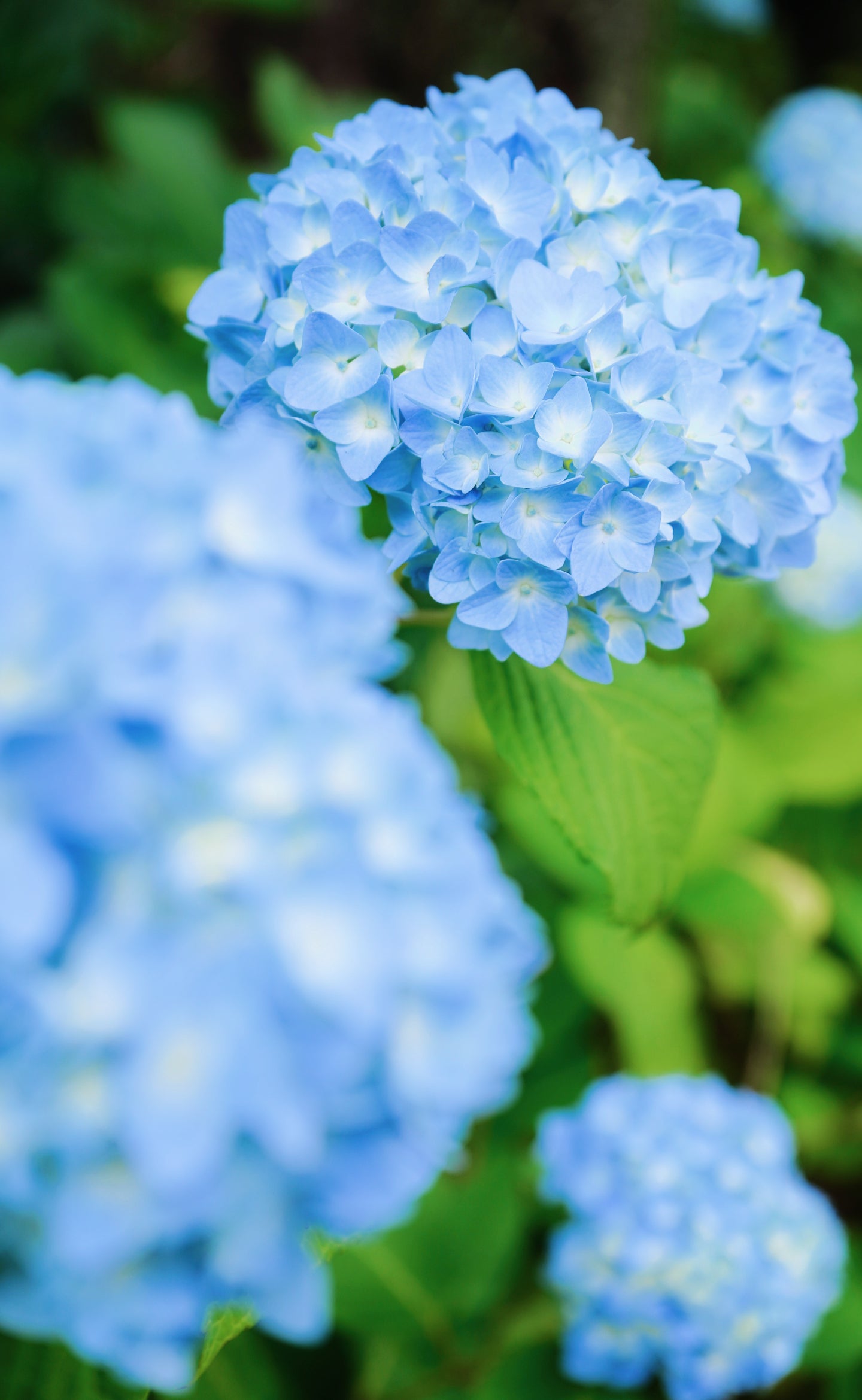 本土寺の紫陽花