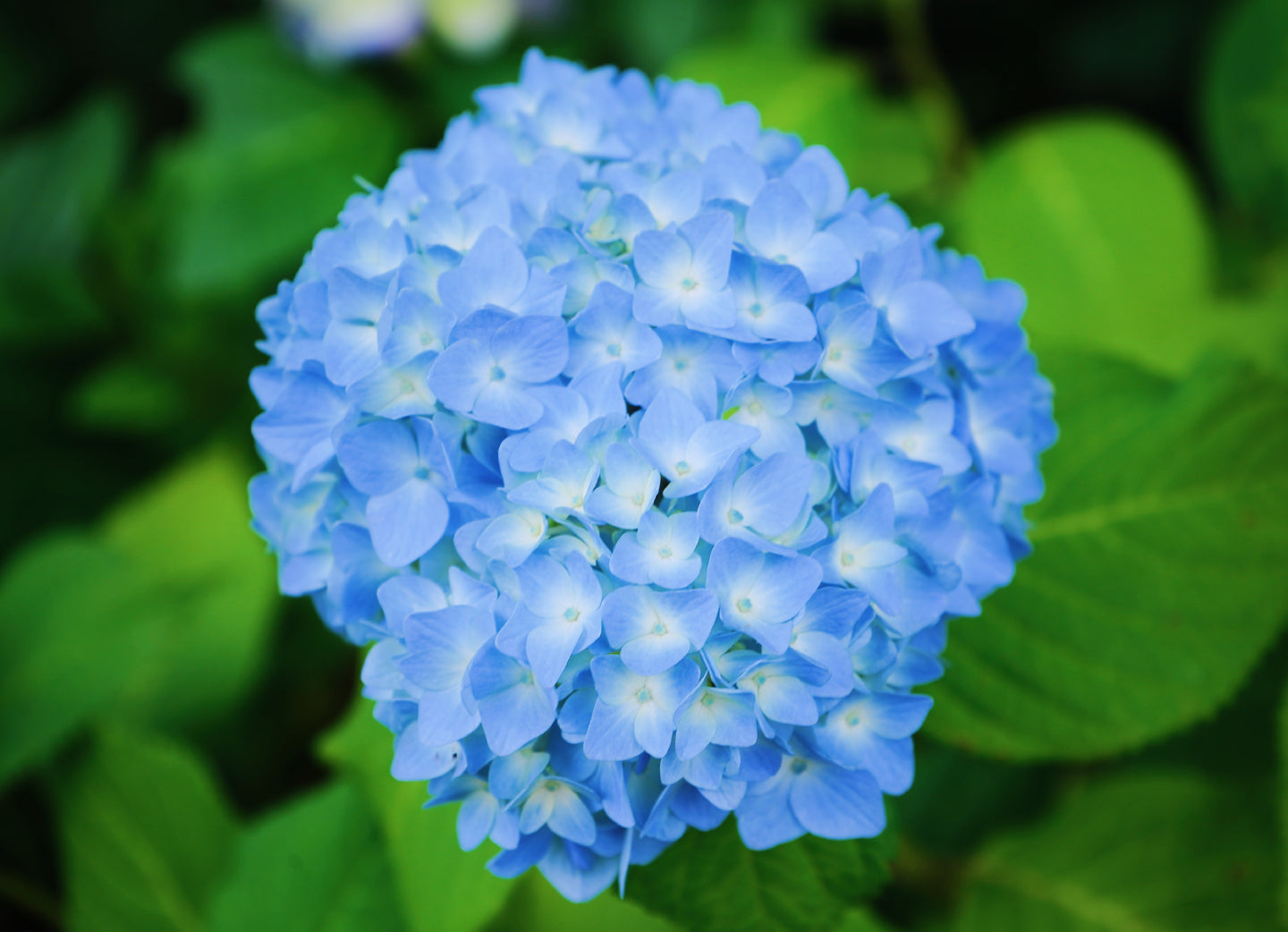 本土寺の青い紫陽花