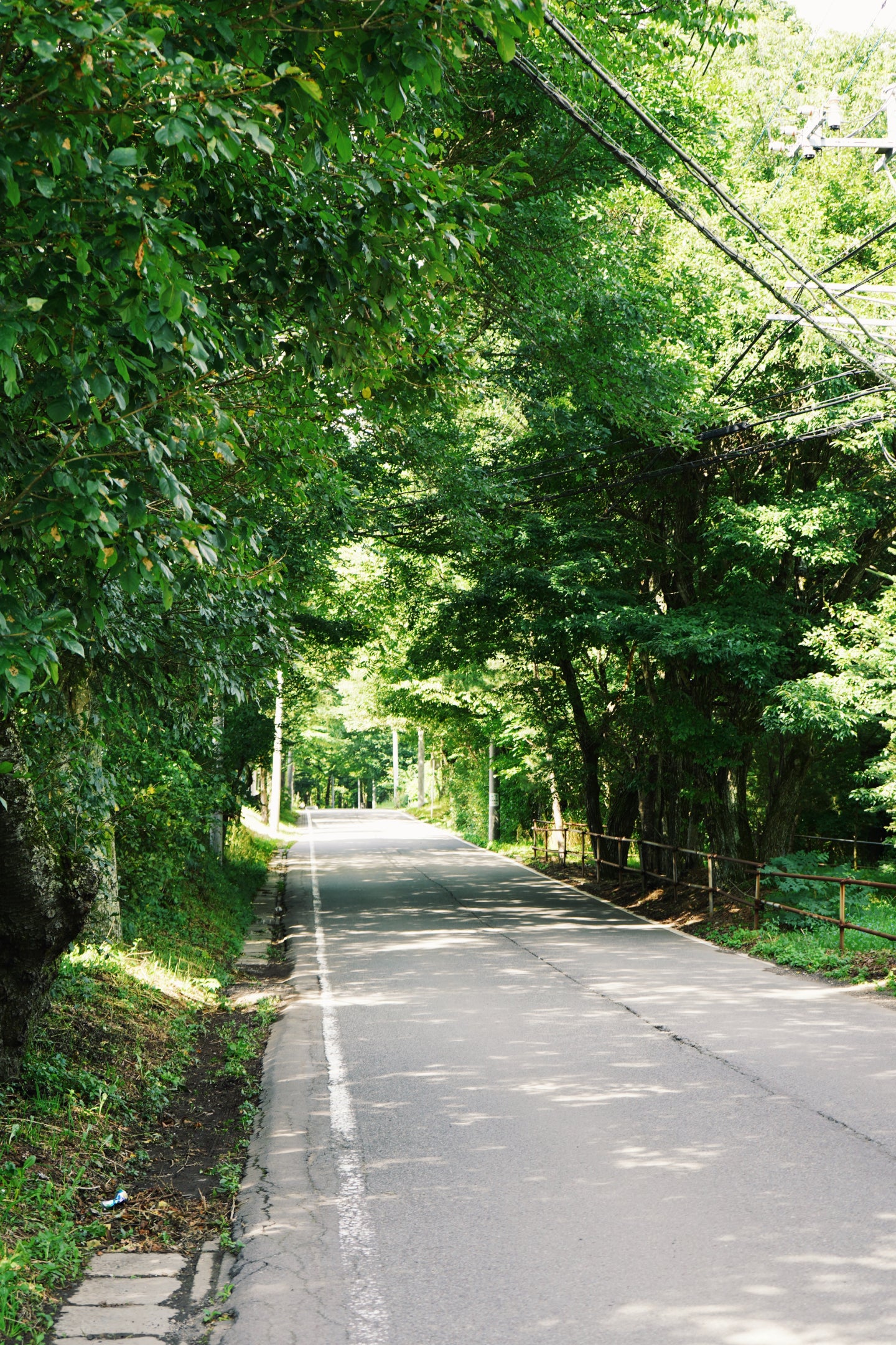 北軽井沢の新緑のトンネル