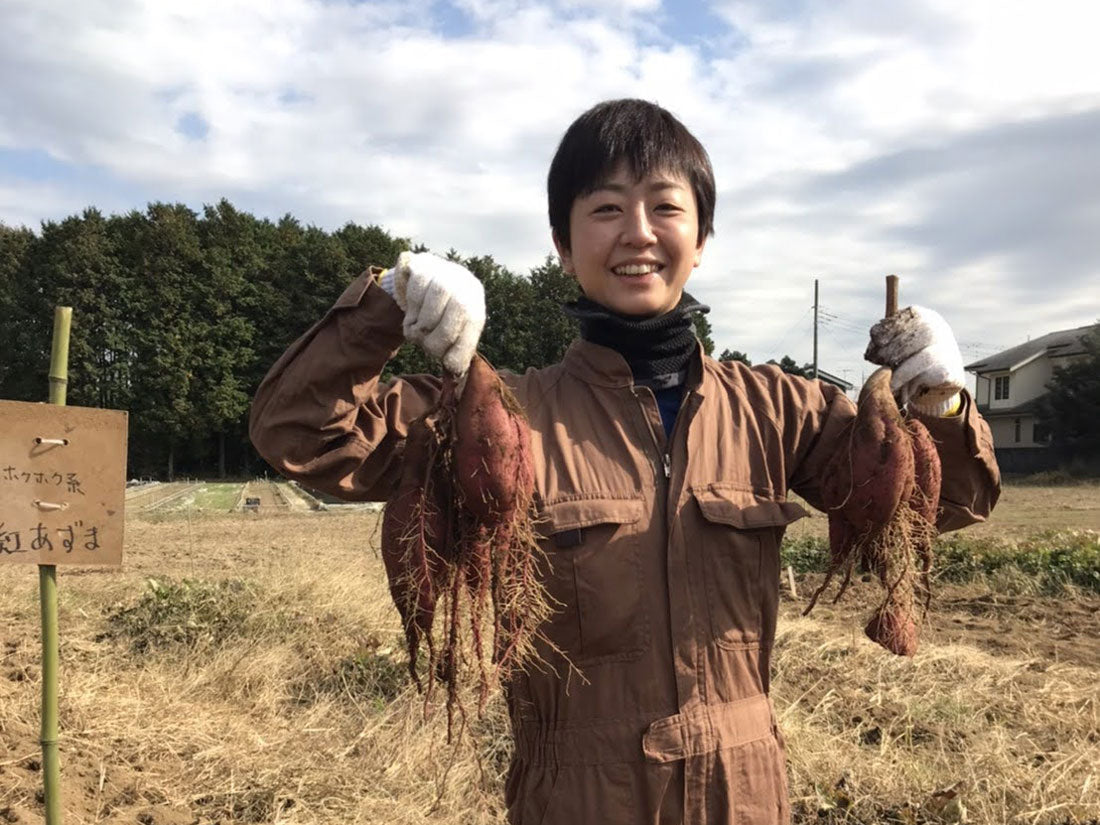 サツマイモの収穫