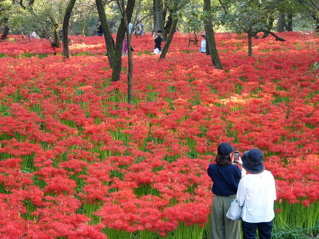 曼珠沙華公園