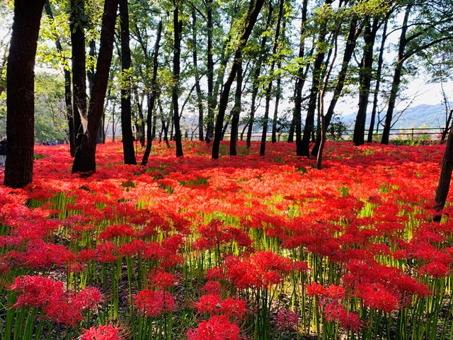 満開の曼殊沙華