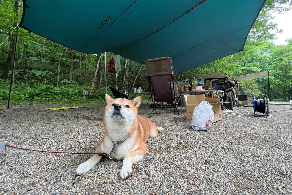 暮坂高原キャンプの電源付きサイトと柴犬ポンズ