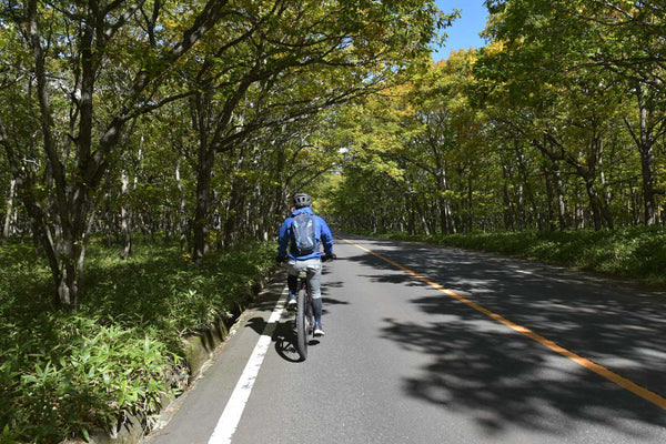 日光の緑が綺麗な道