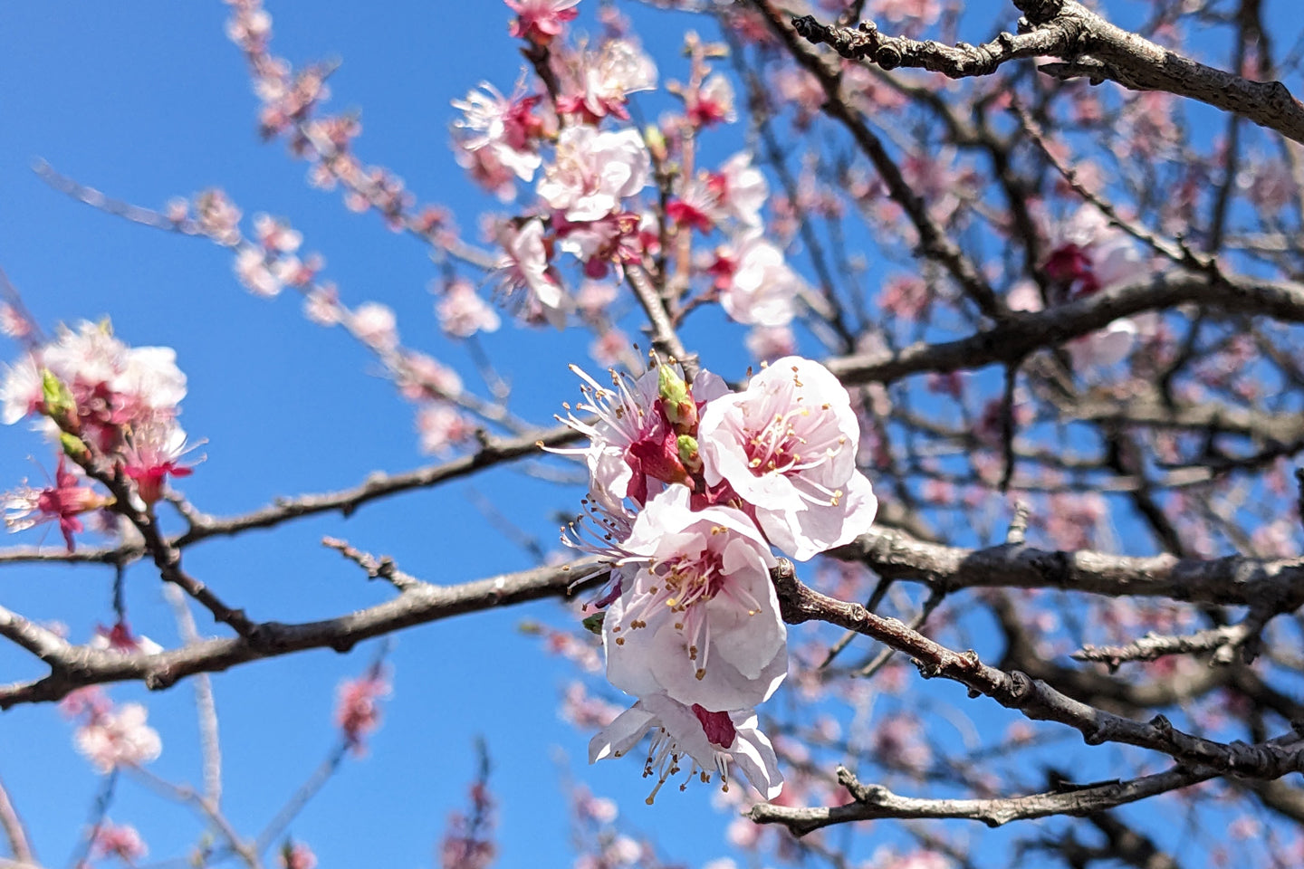 荒川に咲いてる桜の写真