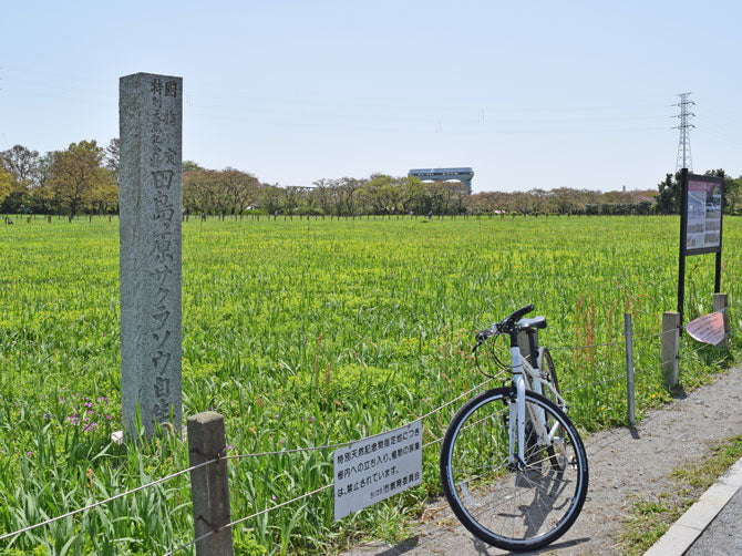 田島が原サクラソウ自生地とクロスバイク