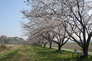 都幾川の桜堤