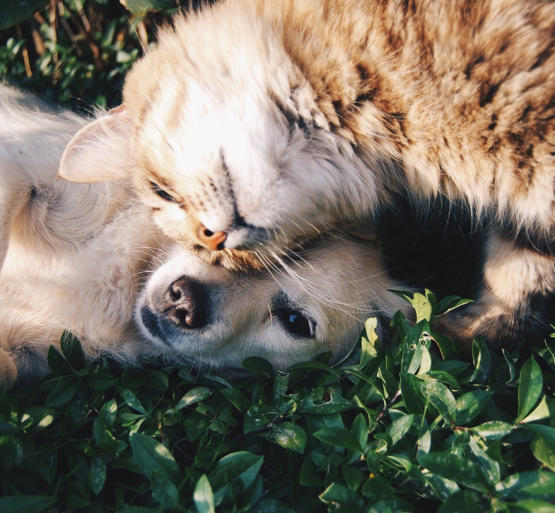 Cat and dog cuddling together in the grass