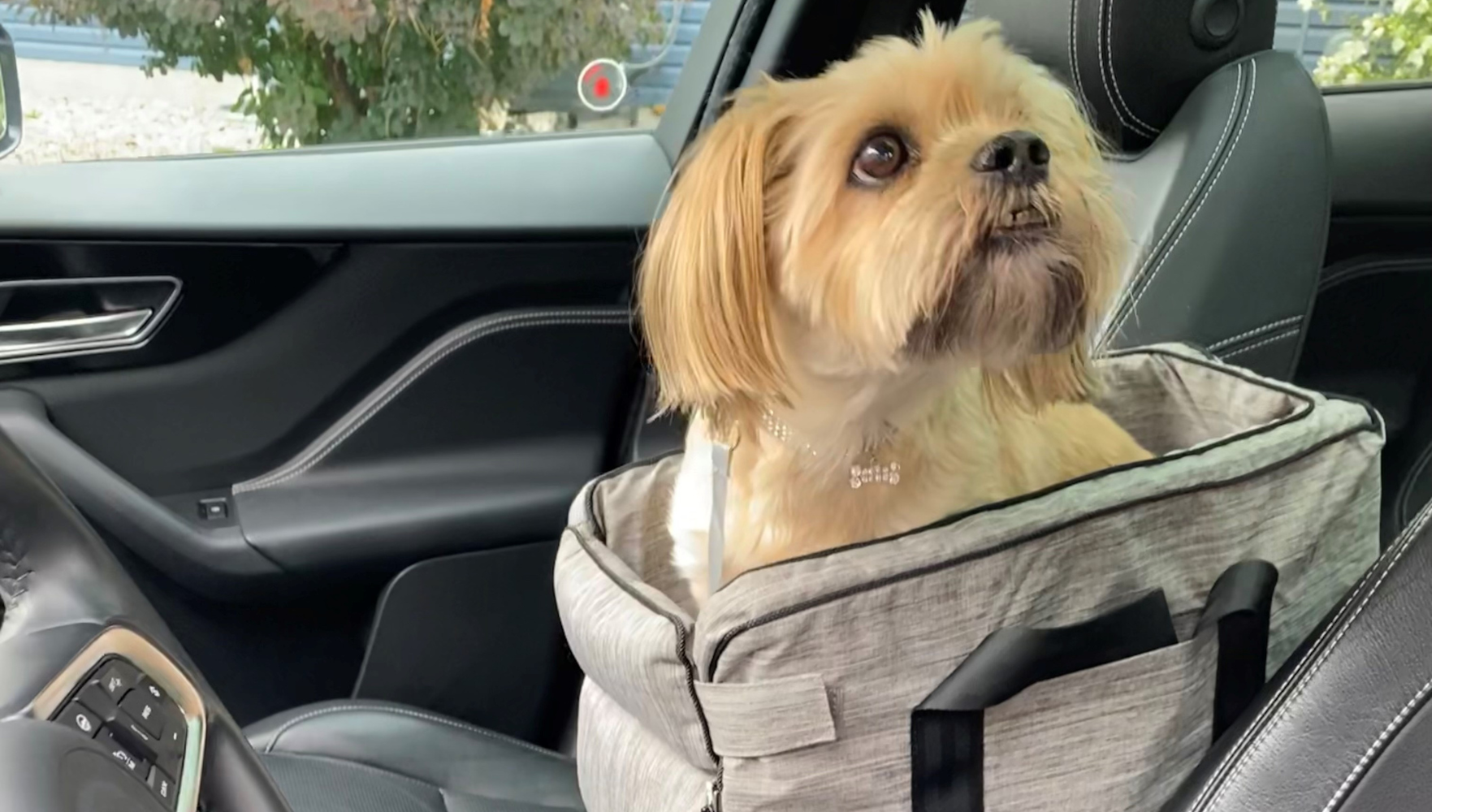 Small dog seated in the Travelini Dog Car Seat for Console sold by Amani Reign Pet Shop