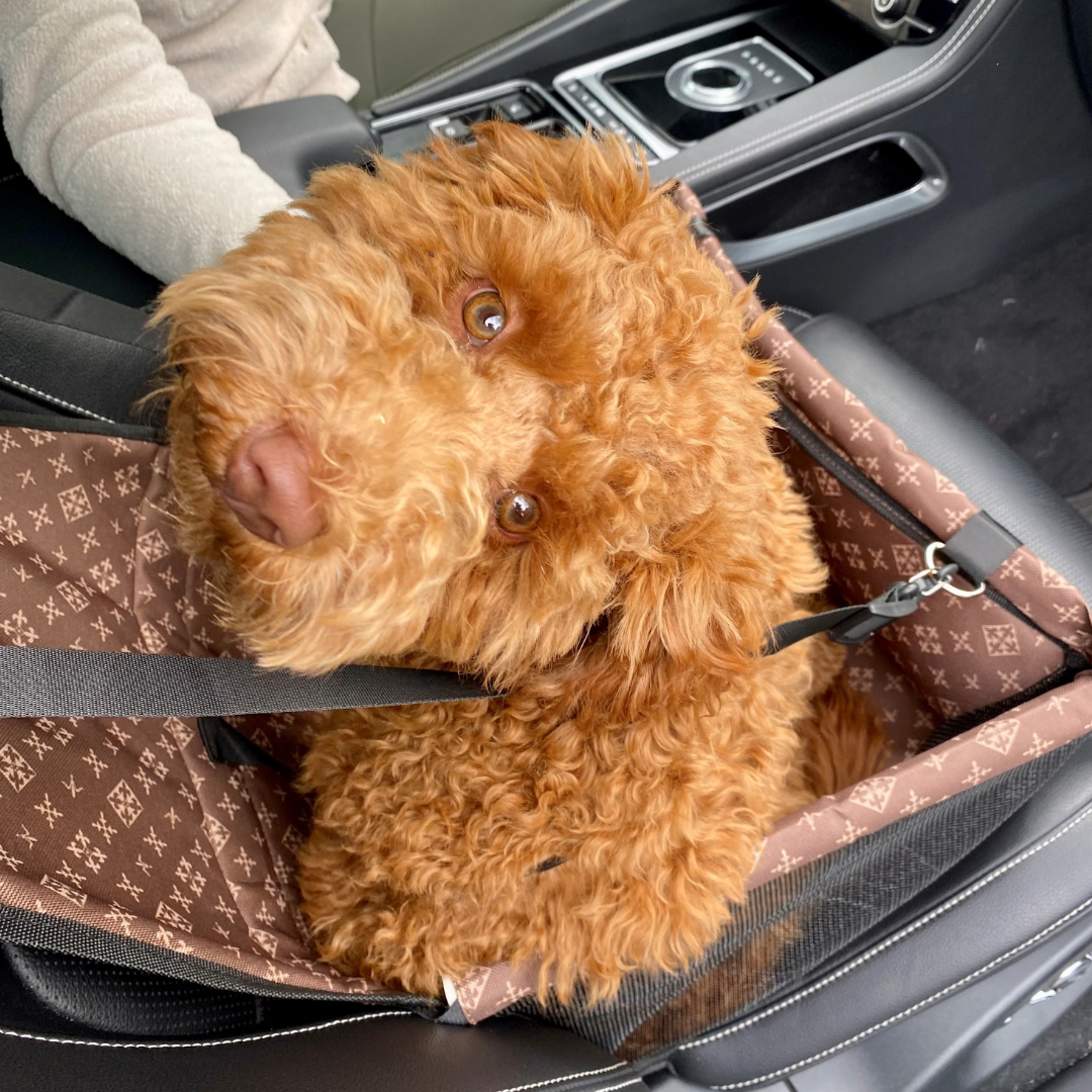 Golden Doodle sitting in a Travelini Seat Buddy for Dogs in a black car