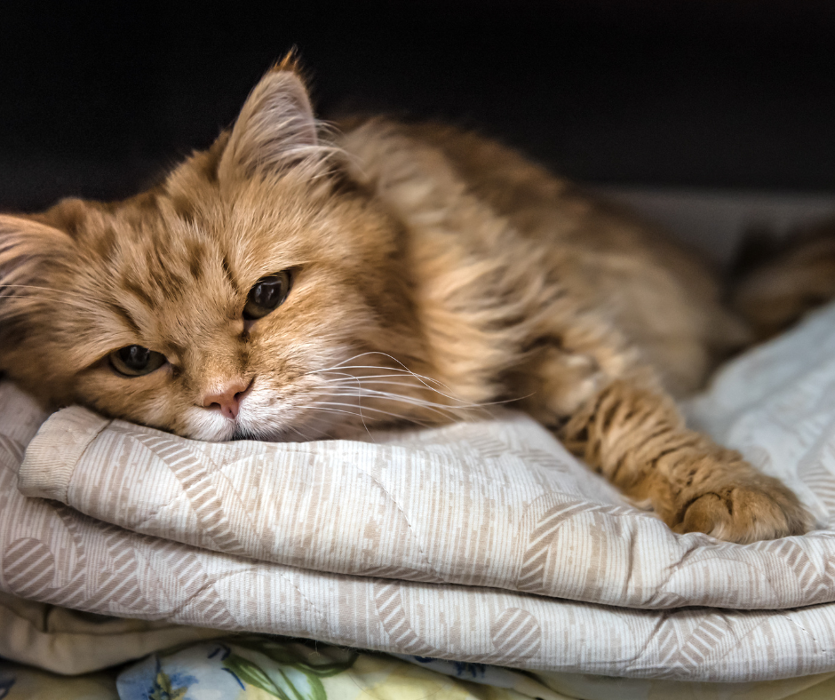 Sick orange cat lying down on blanket