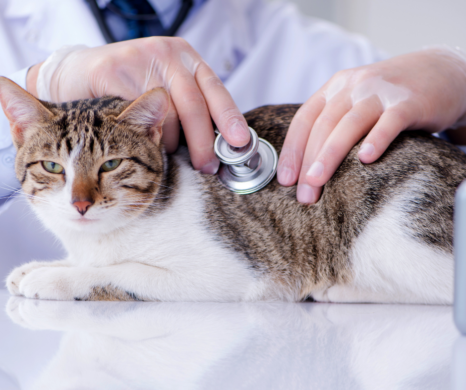 Cat being checked by veterinarian with stethoscope