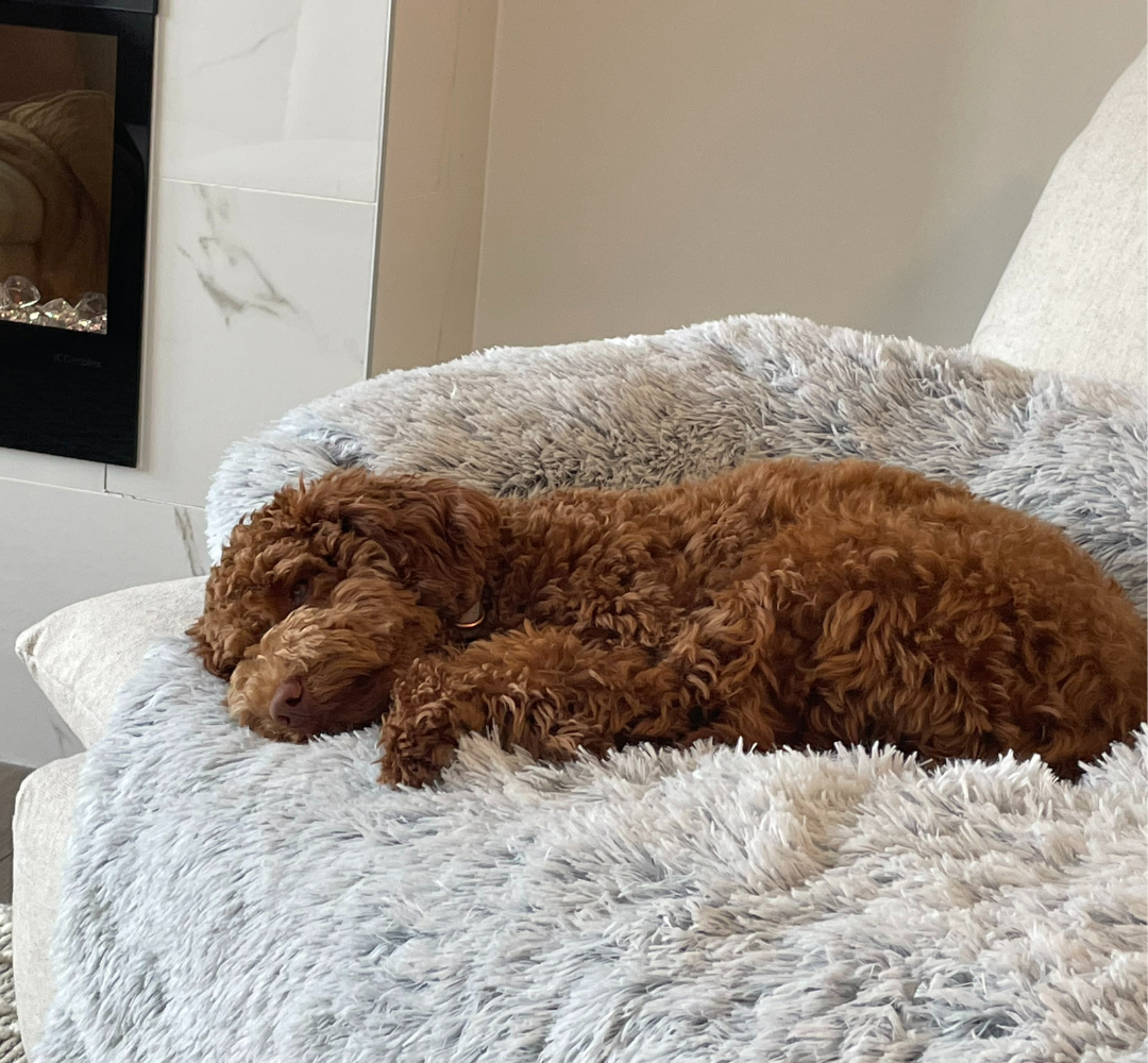 Cute labradoodle puppy resting on a Snoozalini on a couch