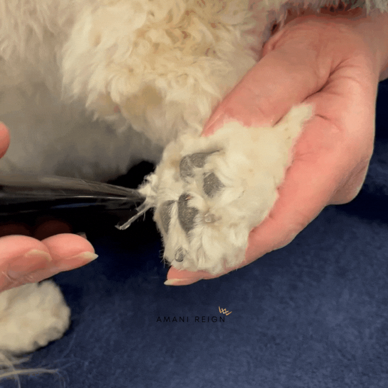 Pet owner using the Furbolini to trim a dog's paw.