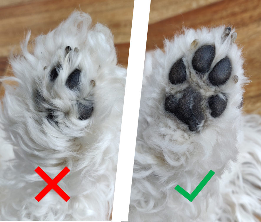 white dog paw before using the trimmer and after with the hair cleanly cut away