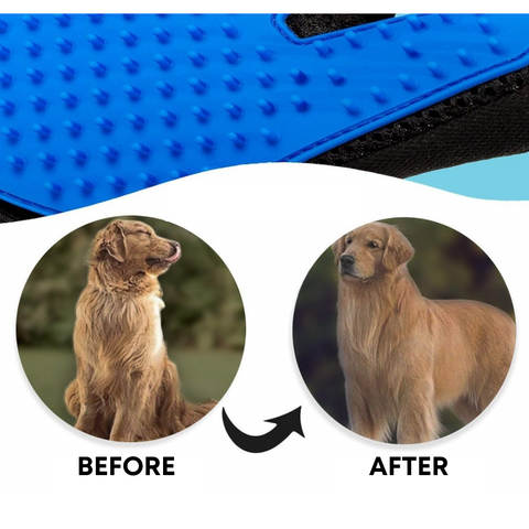 Before using the Shedster and after pics of Golden Retriever