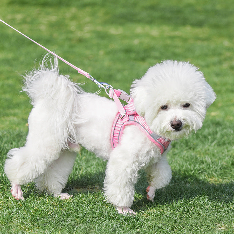 Pink harness and matching leash on cute dog