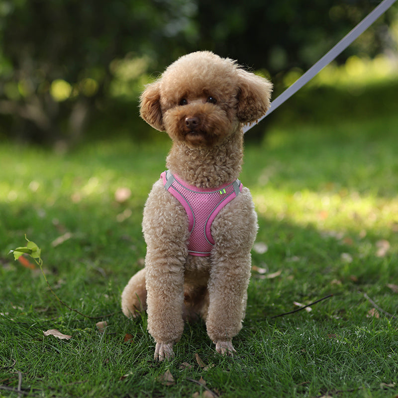 Dog in pink harness