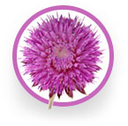 Ingredient_Milk_Thistle