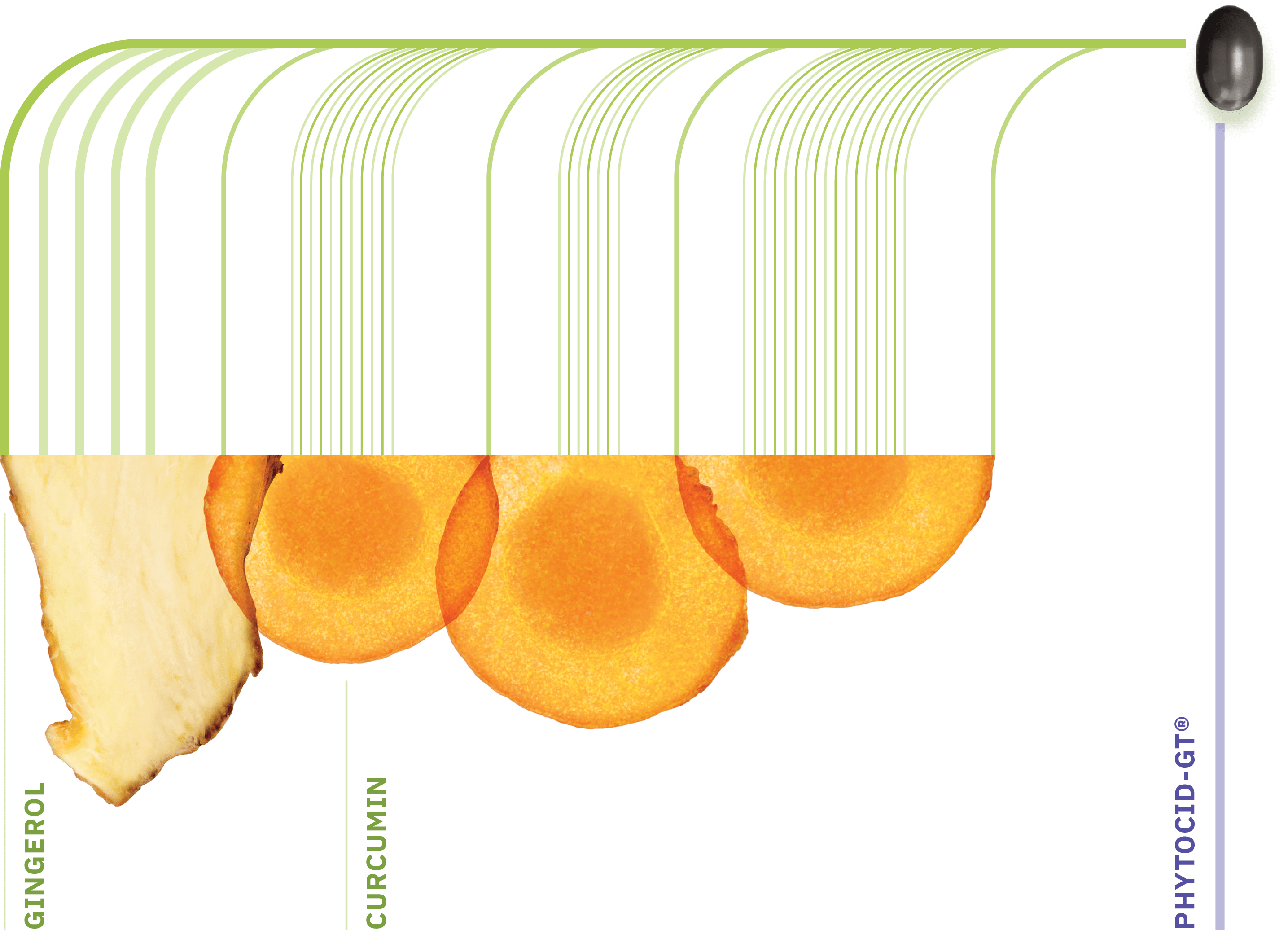 PHYTO-ACTIVES_DIAGRAM