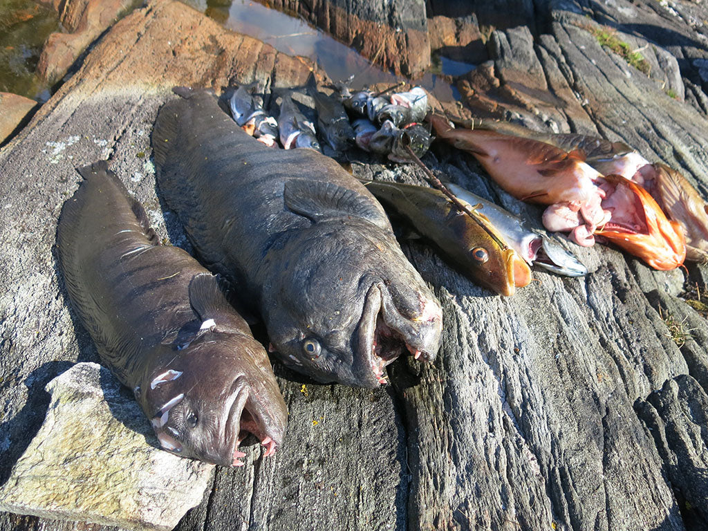 Cod and catfish, caught by underwater hunting in Norway