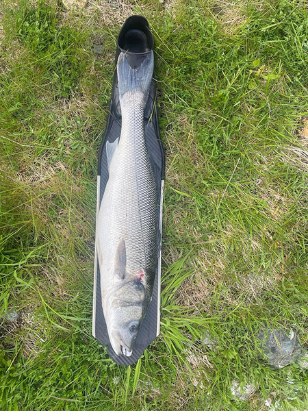 Norwegian record in underwater hunting for sea bass
