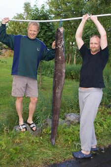 Norwegian record in underwater hunting for sea eels