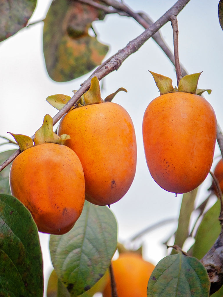 Rosseyanka Persimmon (Late Drop) – Chestnut Hill Outdoors